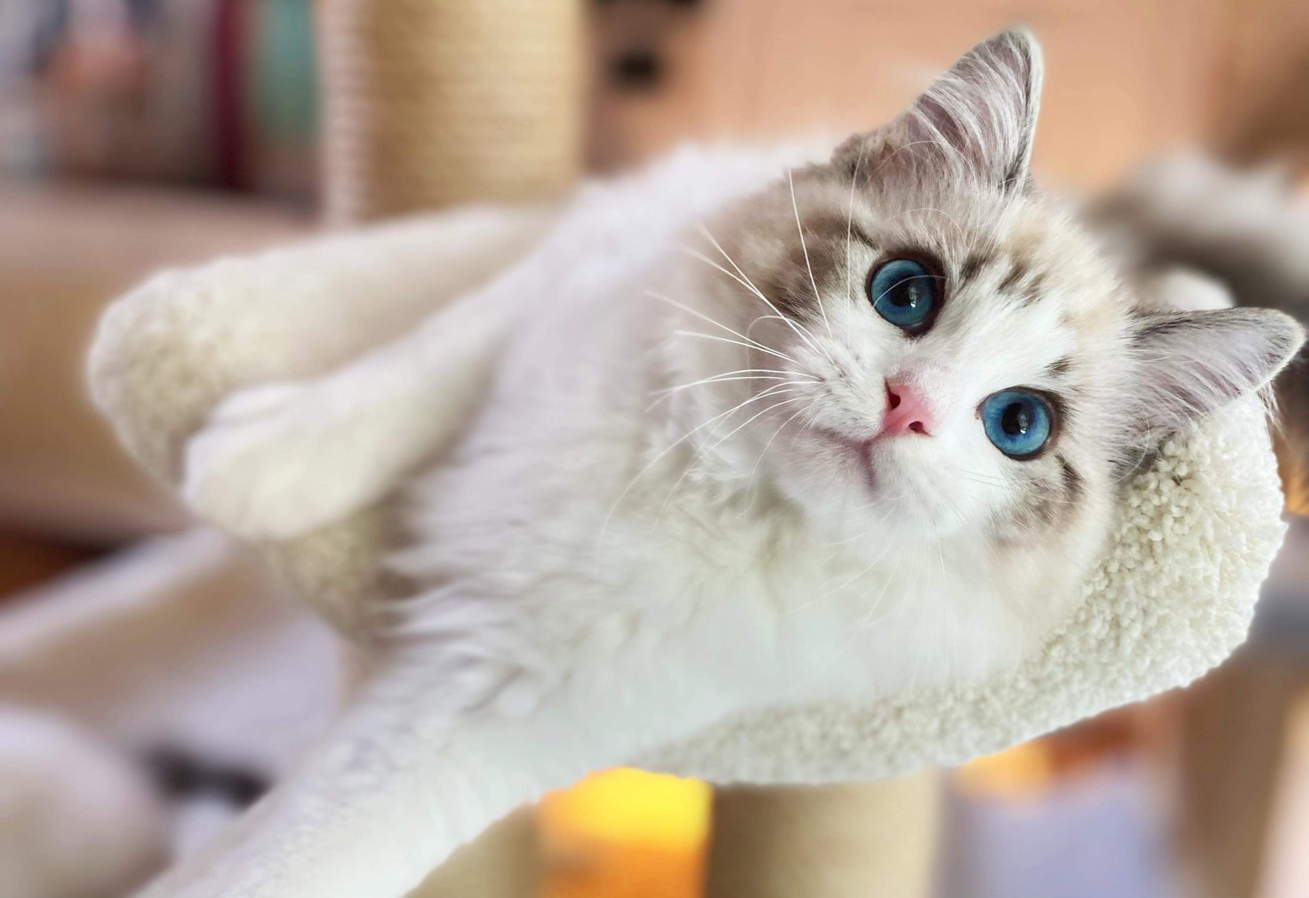 TICA Registered Ragdoll Kittens Available in Olympia | Masterpiece Ragdolls