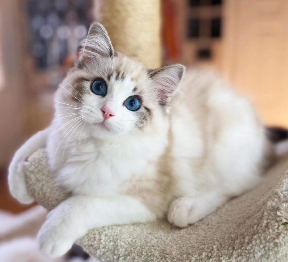 portrait photo of seal lynx ragdoll cat sitting on cat condo and looking up