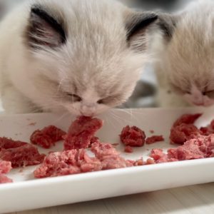Six-week old ragdoll kitten munching on raw for the first time