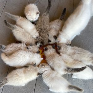 thirteen white ragdoll kittens eating food from one plate