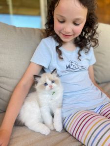 girl sitting with seal point bicolor ragdoll kitten on couch
