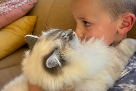 boy holding sleeping ragdoll cat against chest