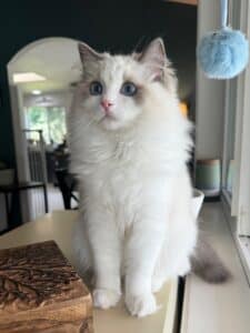Complete Guide to Ragdoll Breeders - Masterpiece Ragdolls