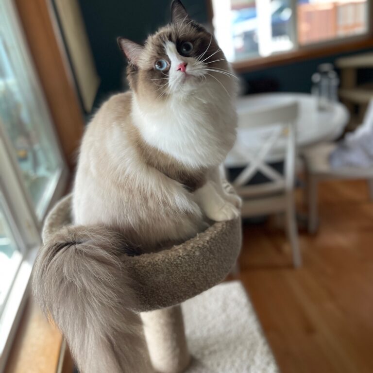 Evadne – Reserved, Not Available