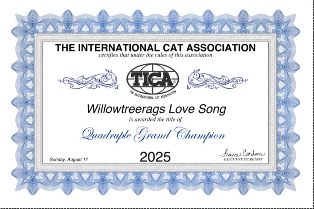 tica champion ragdolls certificate