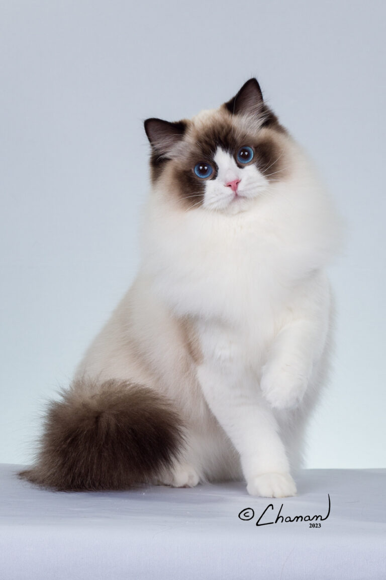 Cover Girl Seal Point Bicolor Ragdoll Cat TICA Champion Ragdoll Cat