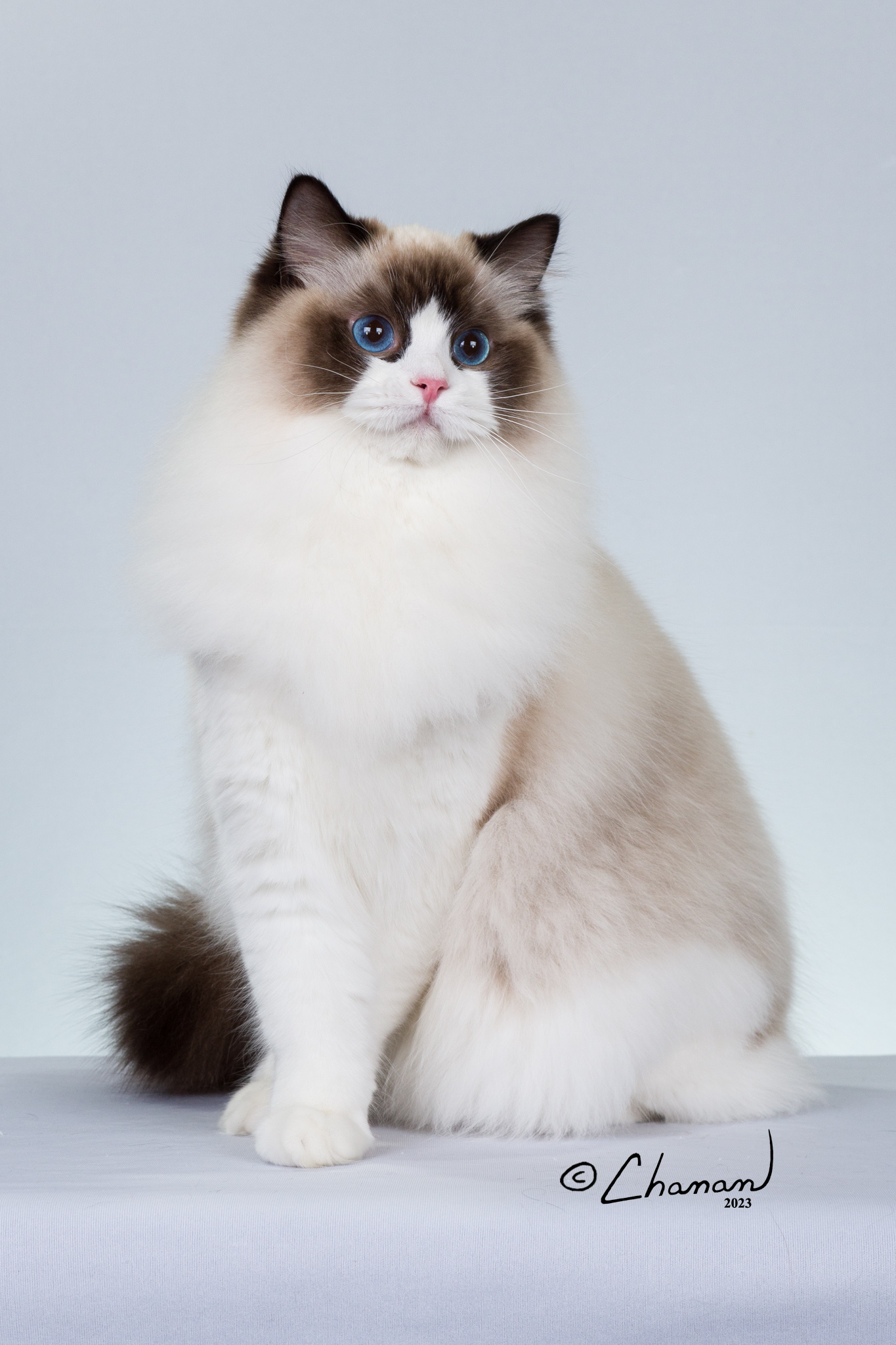 Cat crossing her two front legs groomed perfectly