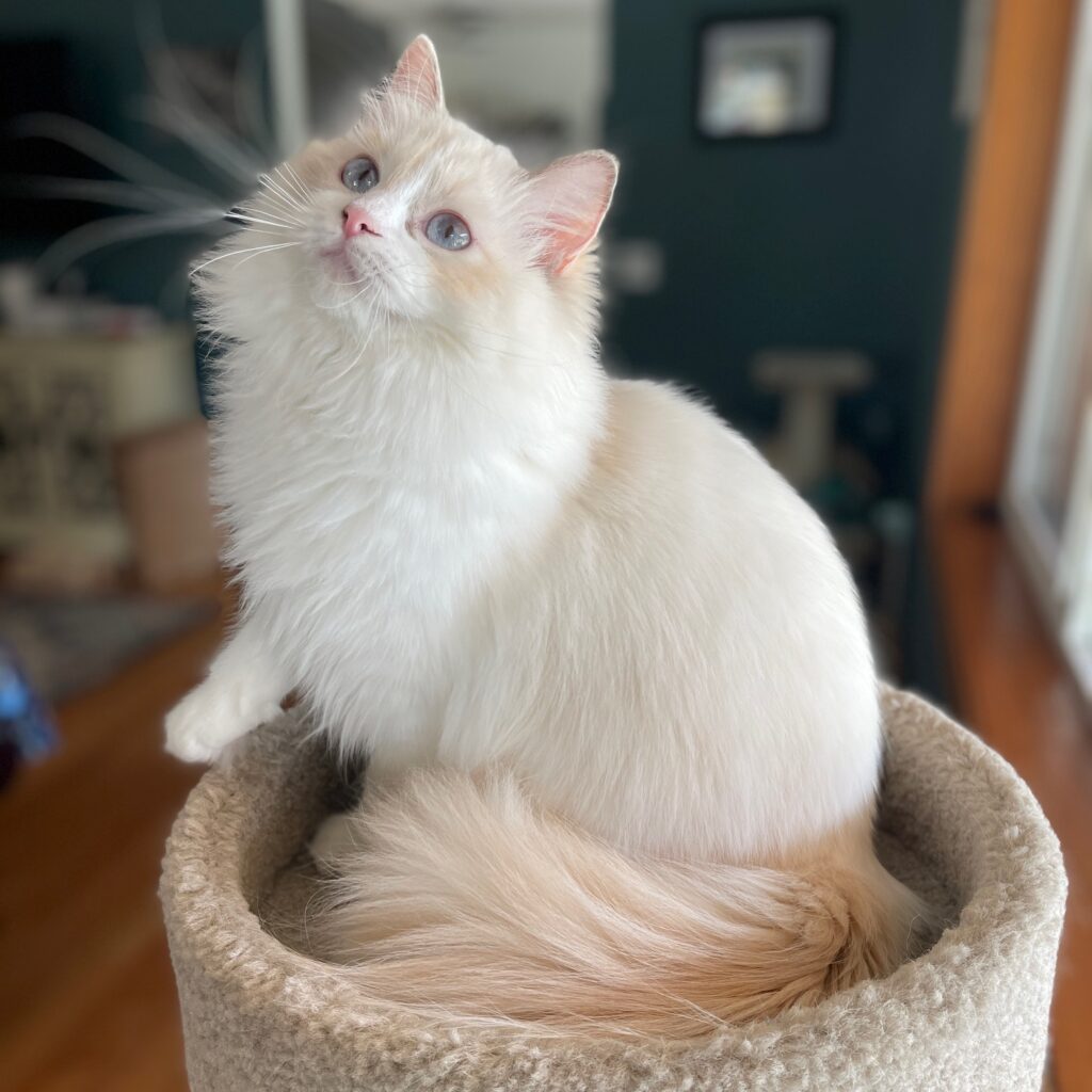 Lilac-Cream Point Ragdoll with a bicolor tortie pattern
