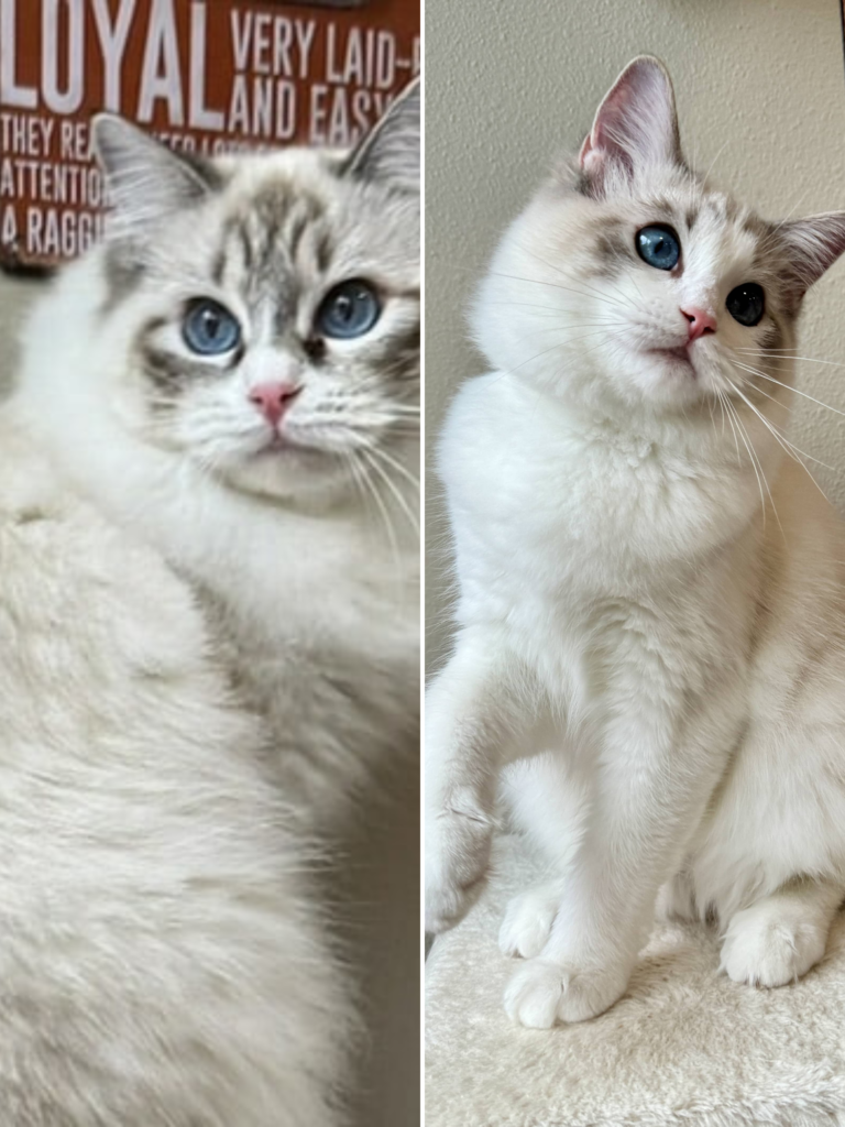 Lady Mary & Longfellow Zsa Zsa
