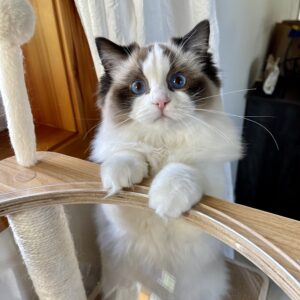 Cute Victoria ragdoll color seal point