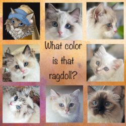 Ragdoll Cat Colors: Explaining the Breeder Jargon