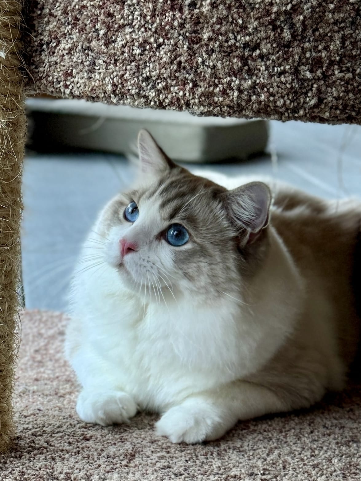 Masterpiece Yuji Itadori ragdoll cat