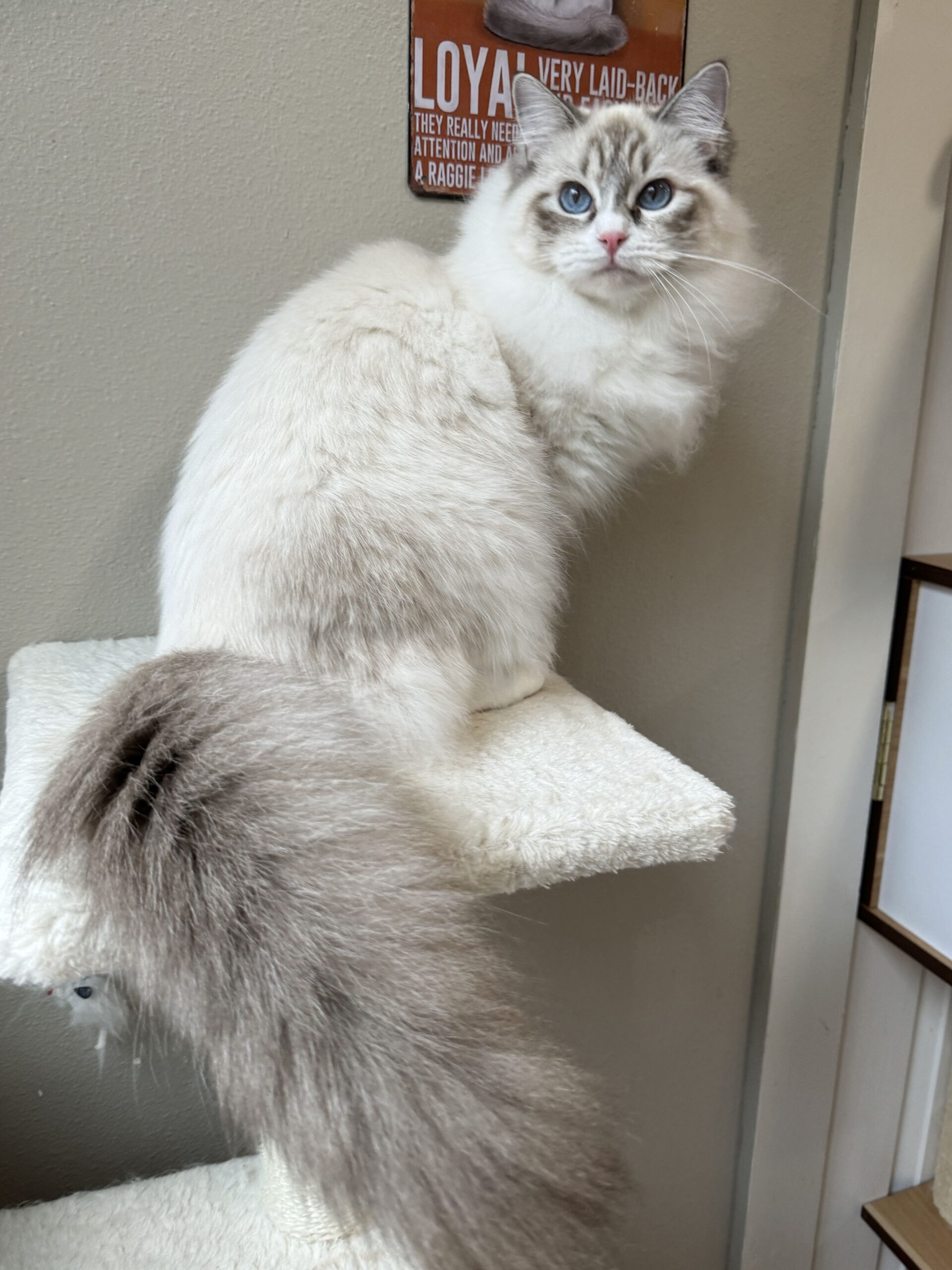 Ragdoll Color Pattern Reminders