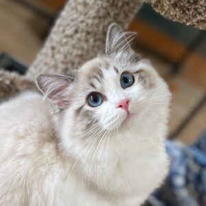 Ragdoll Colors include seal, blue, chocolate, lilac, cinnamon, fawn, flame, cream