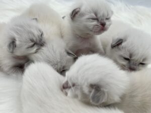 3 week old ragdoll kittens crawling around