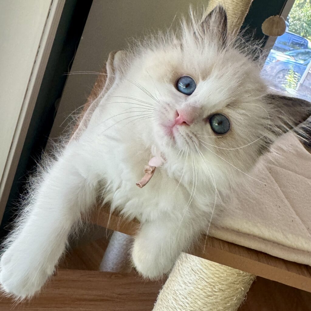 Seal Bicolor Ragdoll Kitten from Charlotte Bronte at 8 weeks old