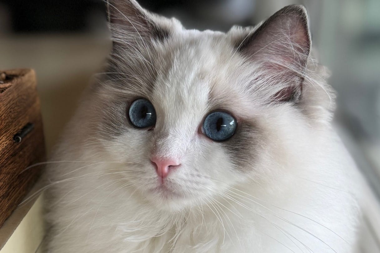 Available Ragdoll Kittens