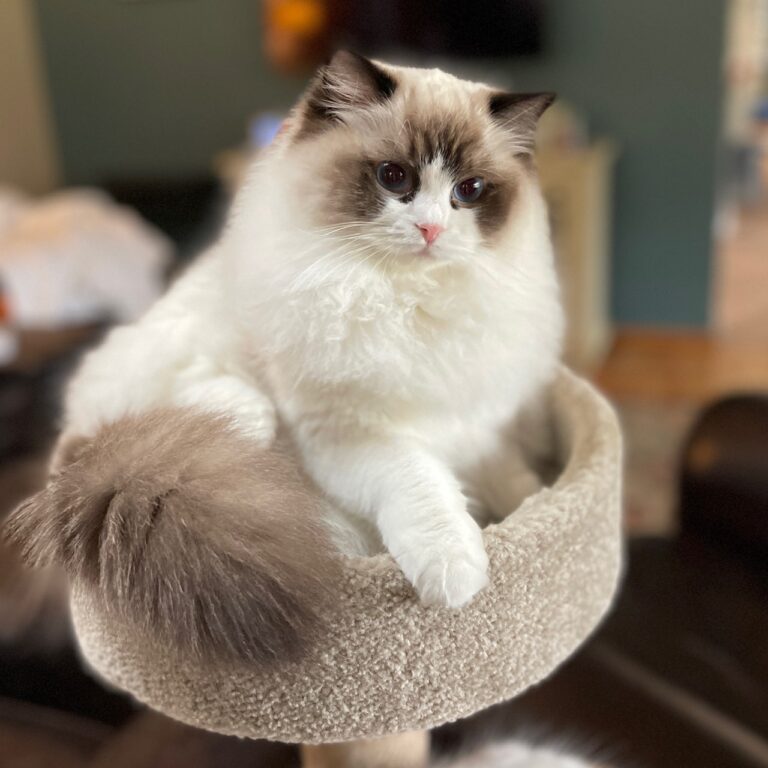 Available ragdoll kittens from Mrs. Bennett