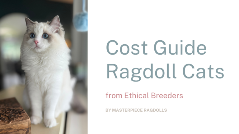Ragdoll Cat Cost Guide 2024 for buying