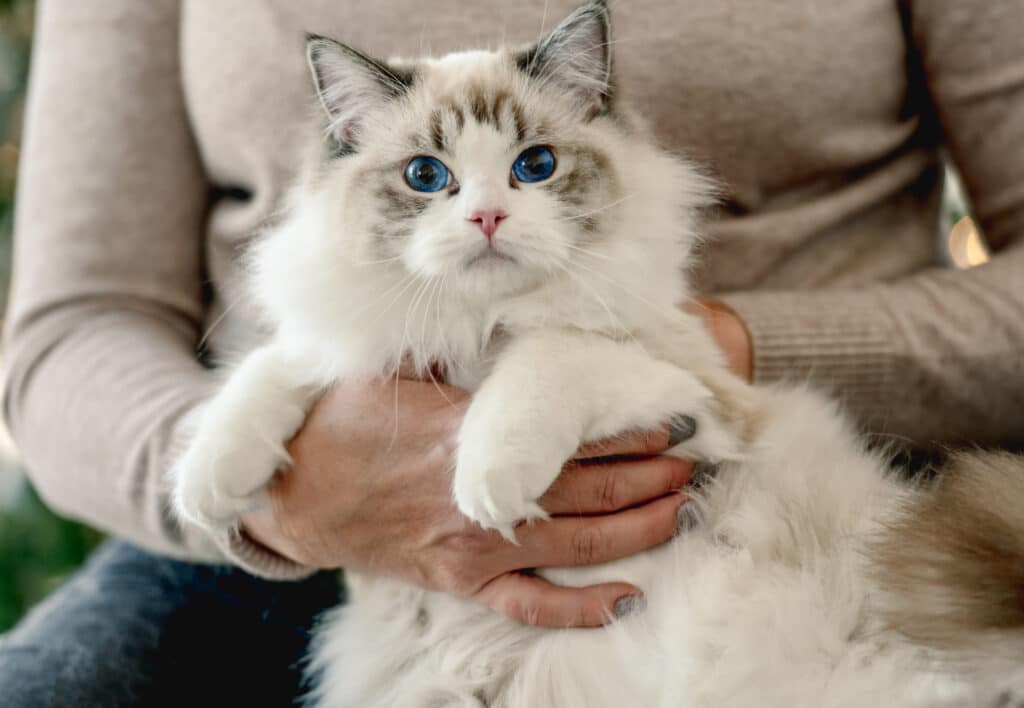 Blue Eyed Kitten with Long hair