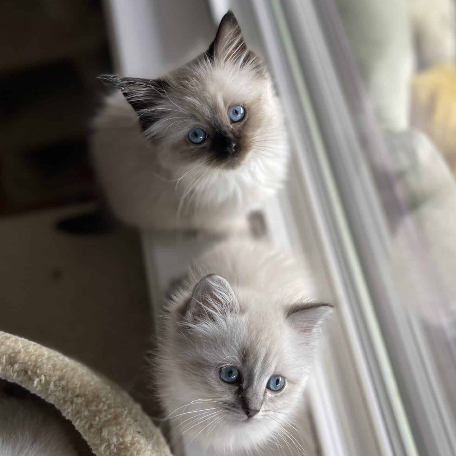 Ragdoll Cat Colors – Explaining the Breeder Jargon