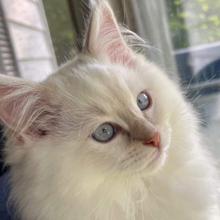 Ragdoll Cat Colors – Explaining the Breeder Jargon