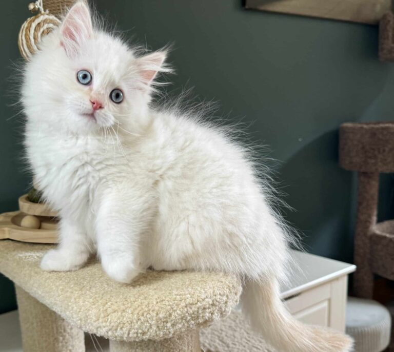 Cream Point Mitted Ragdoll Kitten 8 weeks old sitting on a carpet cat tree