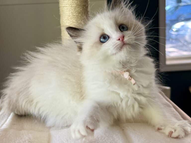 charlotte pink Gerri kitten at 8 weeks old