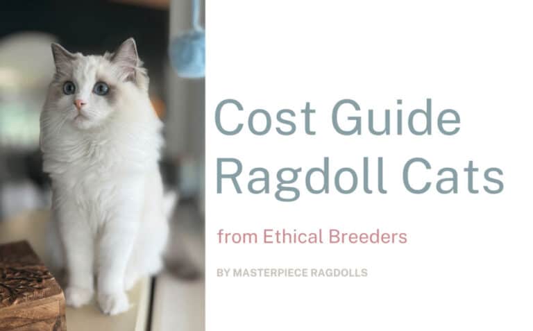 Ragdoll Cat Cost Guide 2024 for buying