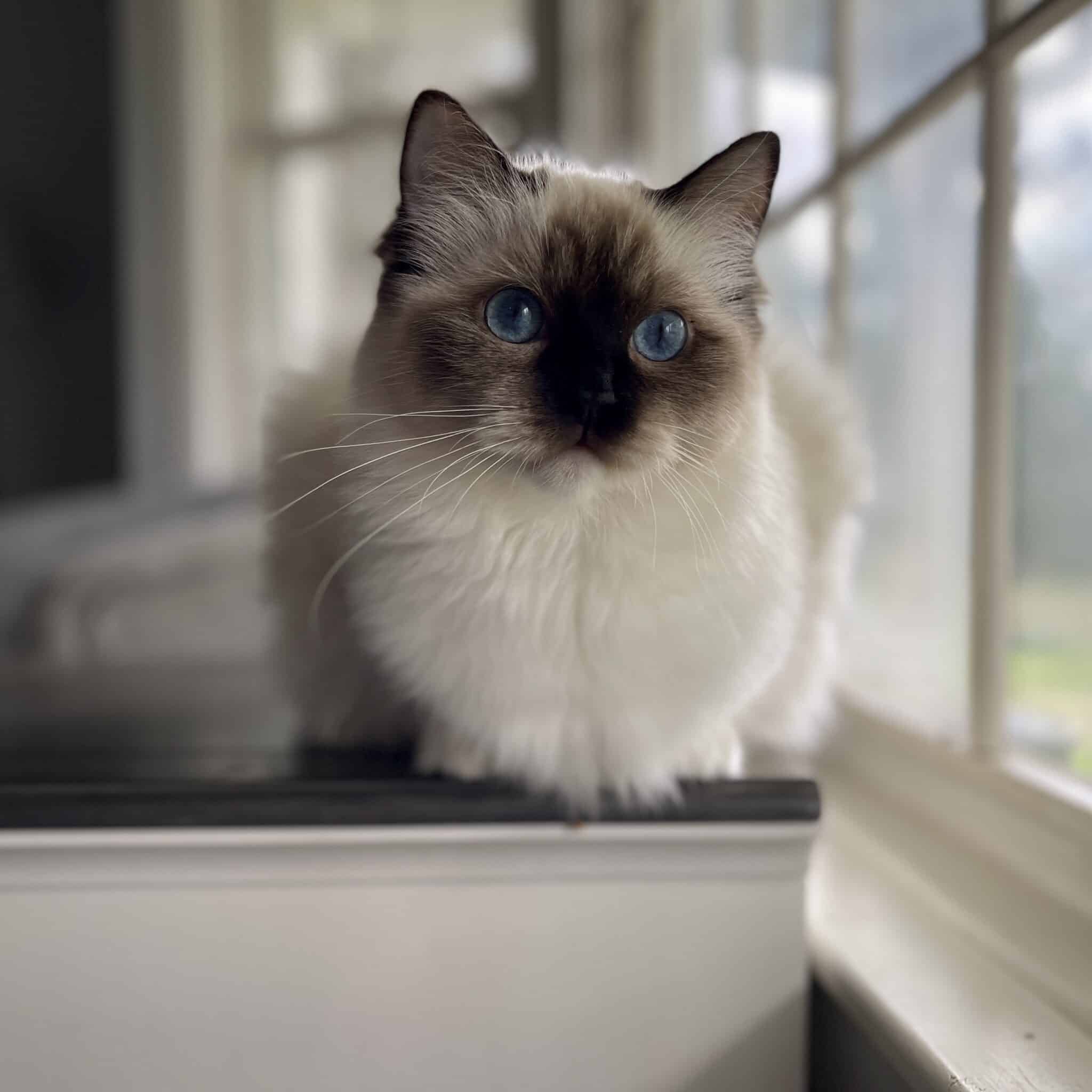 Complete Guide to Ragdoll Breeders - Masterpiece Ragdolls