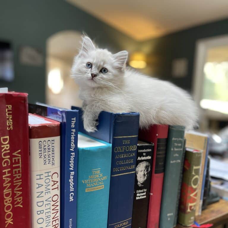 ragdoll cat colors blue pointed sits on top of books