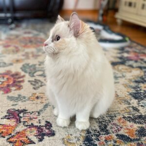 Profile of a tortie ragdoll also bicolor cat