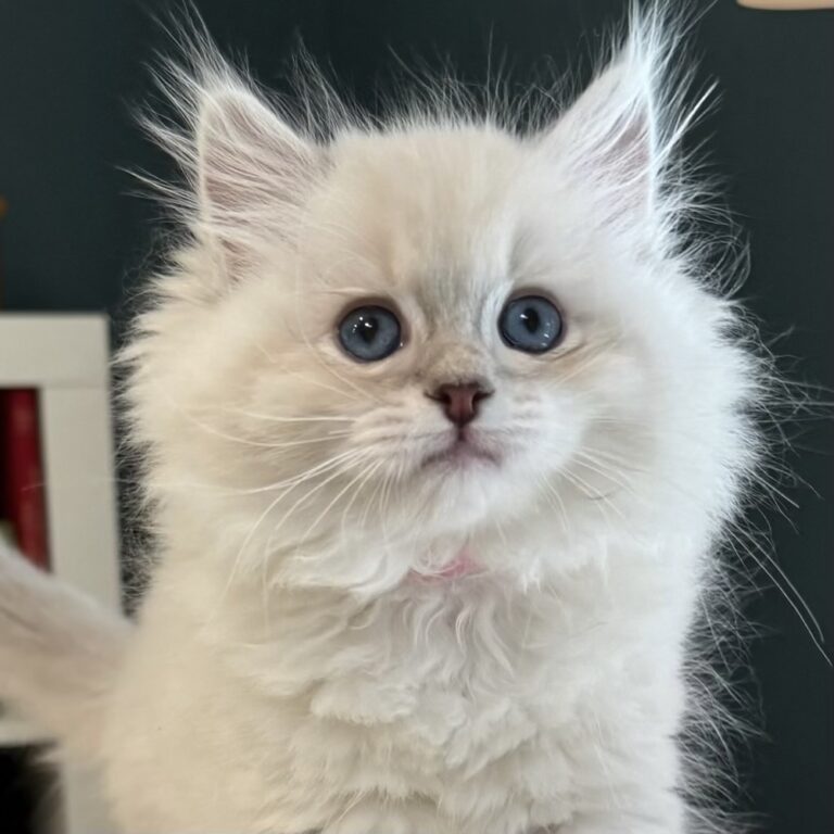 Close up of blue lynx point ragdoll kitten with round eyes