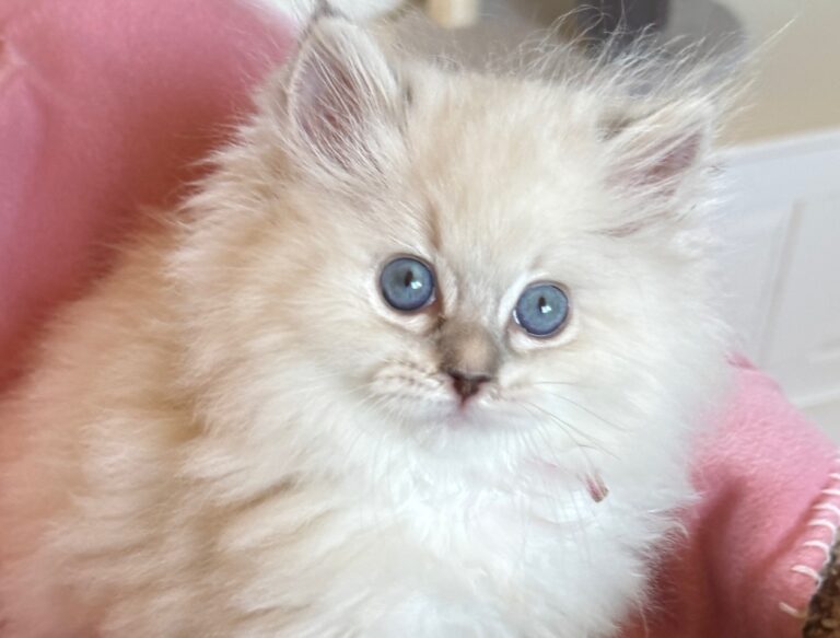 Mary-Ragdoll2024
