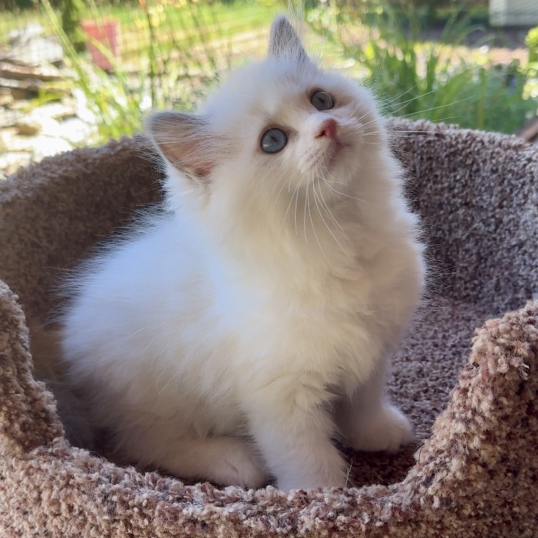 Small Ragdoll Kitten Posing for Photo Outside