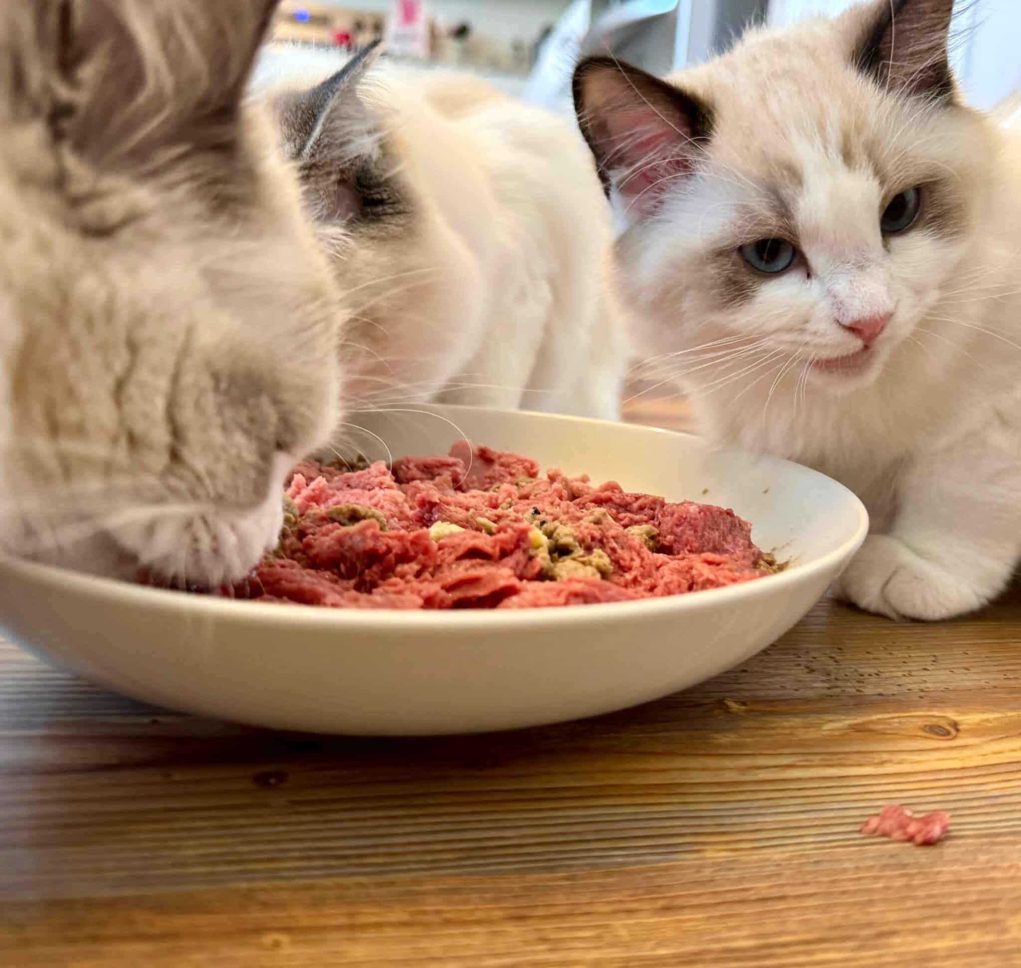 True Cost of a Ragdoll Cat from an Ethical Breeder - Masterpiece Ragdolls