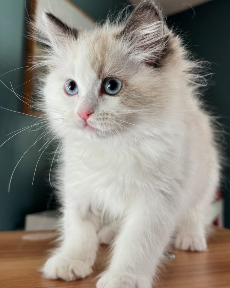 Castaspella, Seal Point Bicolor Girlie