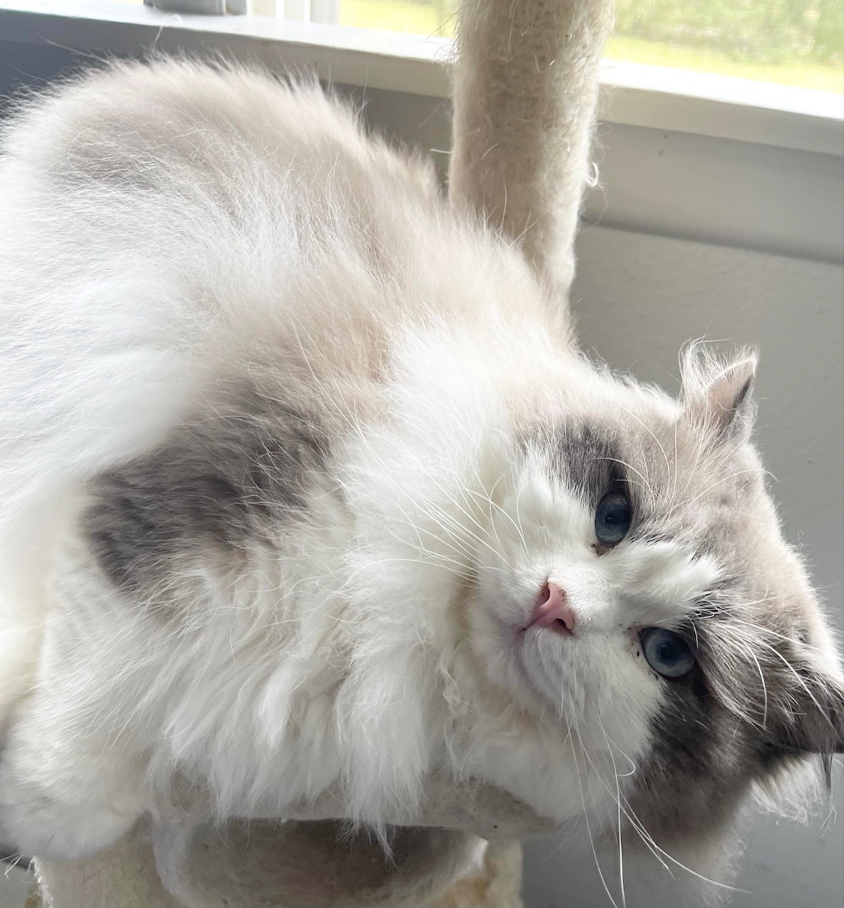 floppy blue bicolor ragdoll