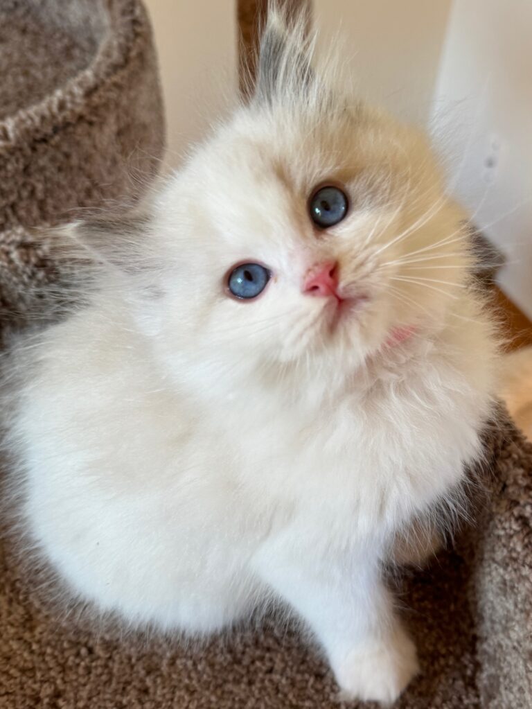 Blake, Blue Point Bicolor Boy, reserved