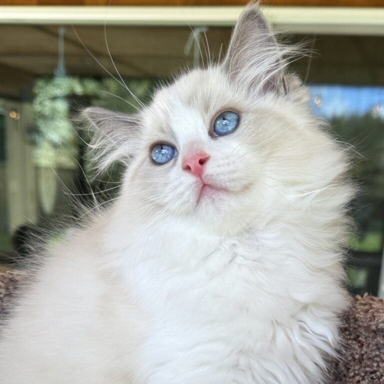 Crispin, Blue Point Bicolor Boy