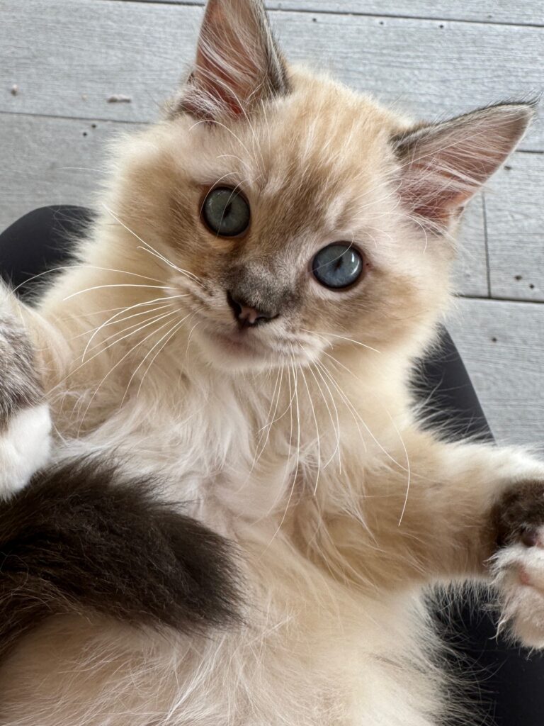 Ragdoll FAce Close up