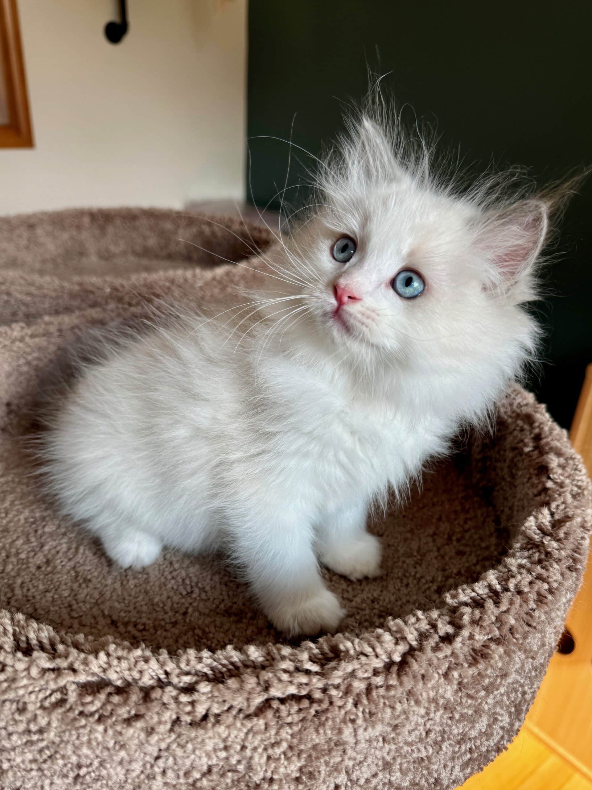 Merlin, Blue Point Bicolor Boy, Reserved - Masterpiece Ragdolls