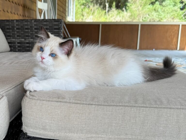Blue Eyed Ragdoll Kitten Lying Down