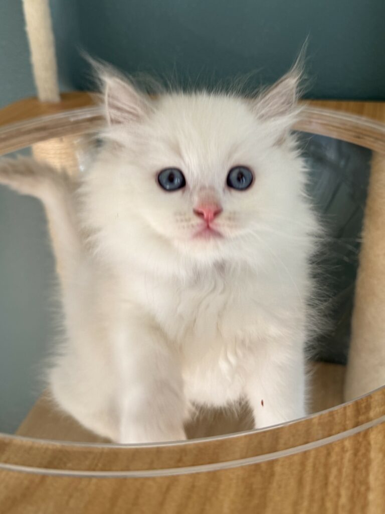 Ragdoll Lilac Point Bicolor Kitten 8 weeks