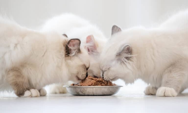 Ragdoll diet shop