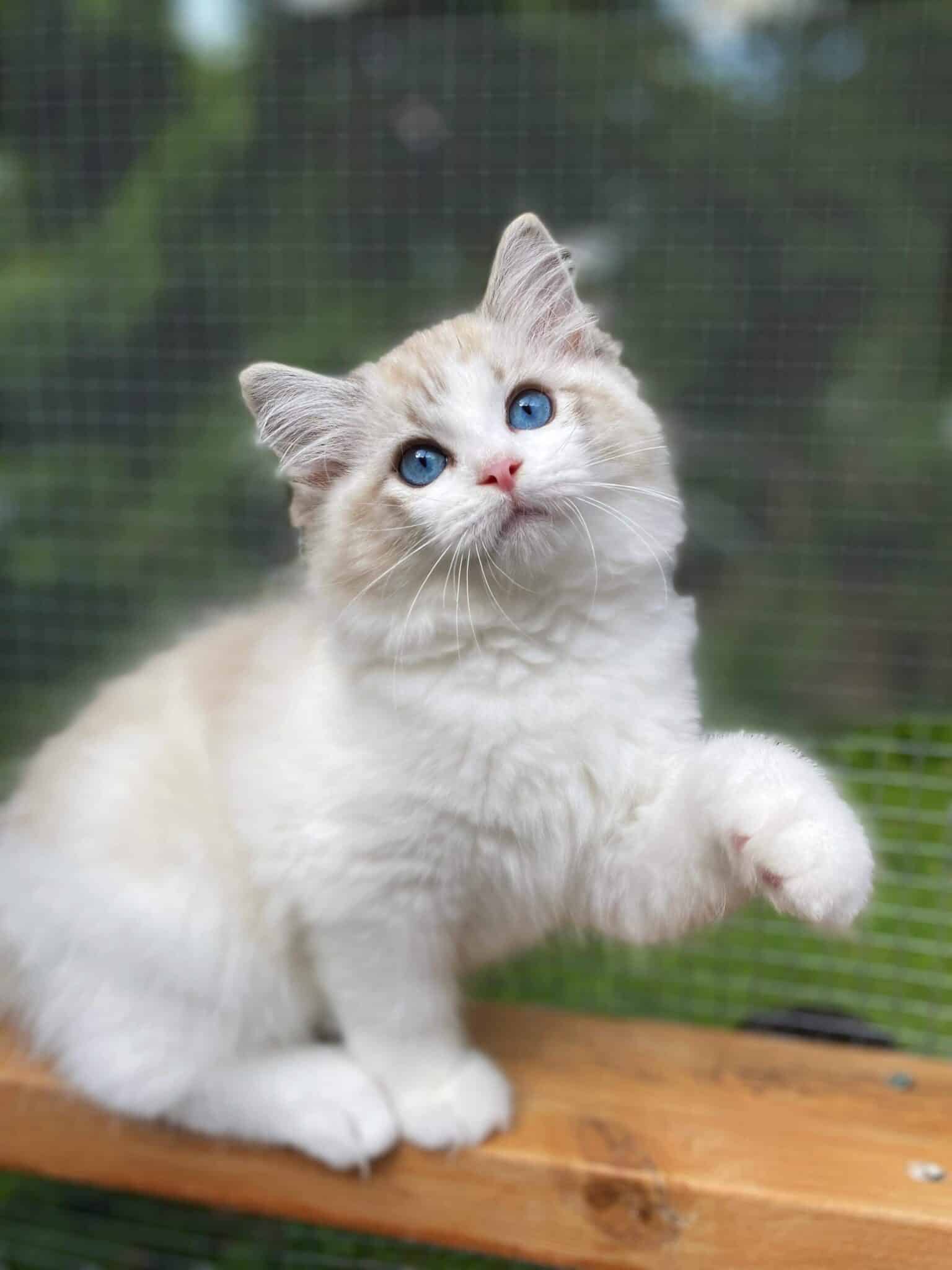 Why Are Ragdoll Cats Expensive? - Masterpiece Ragdolls