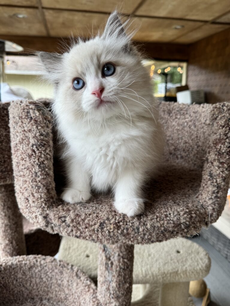 Bradley, Blue Point Bicolor