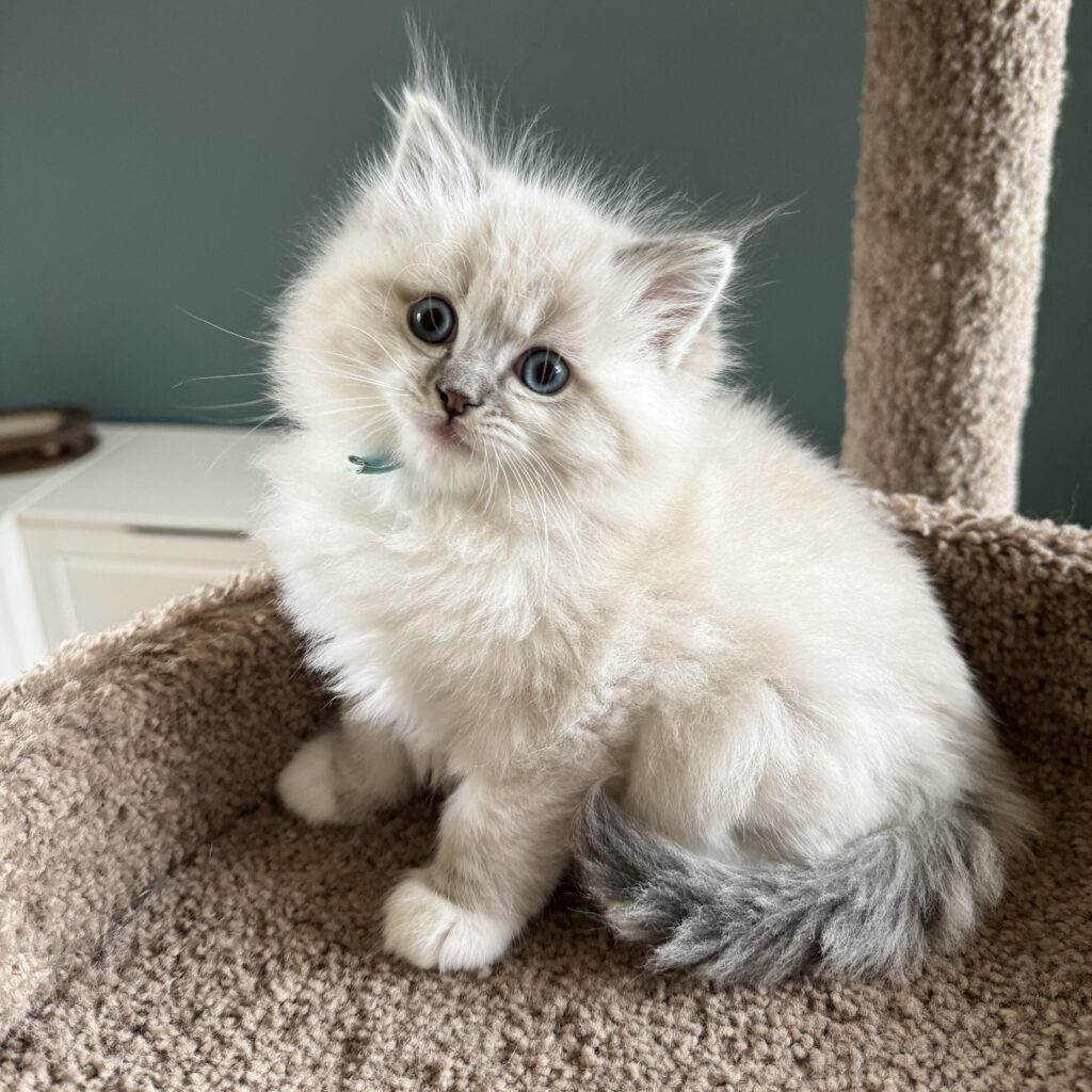 lynx mitted ragdoll kittens for sale