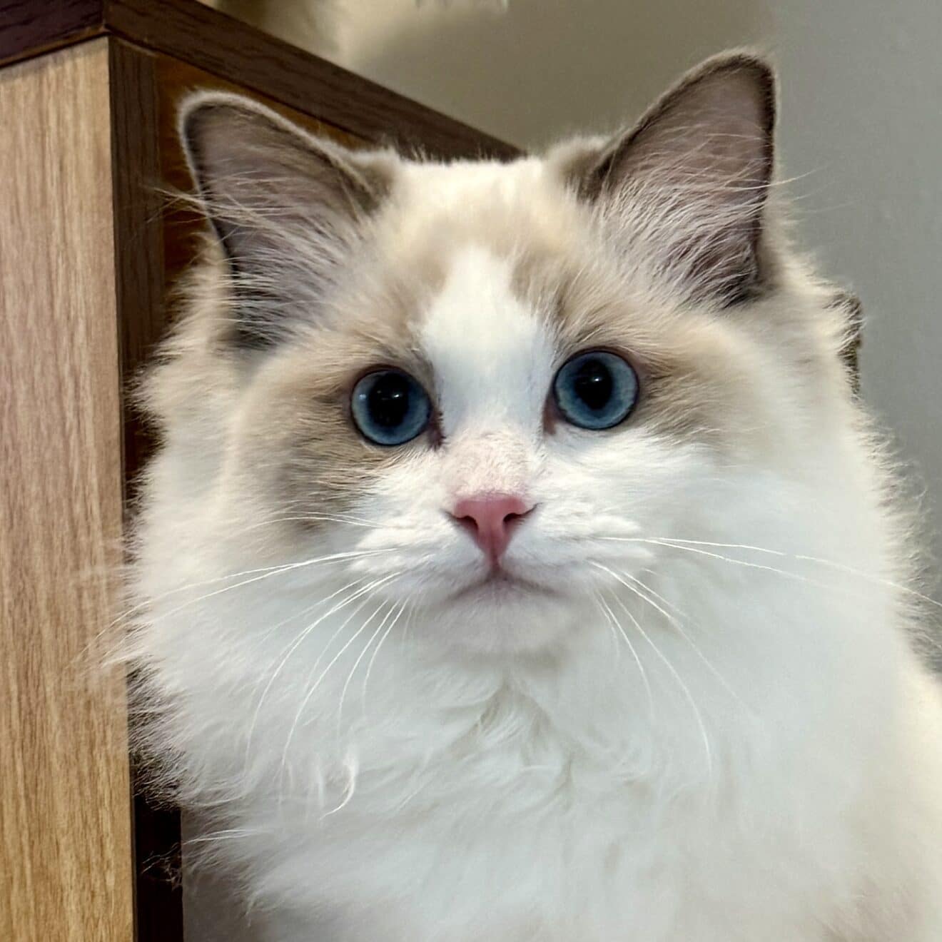 True Cost of a Ragdoll Cat from an Ethical Breeder - Masterpiece Ragdolls