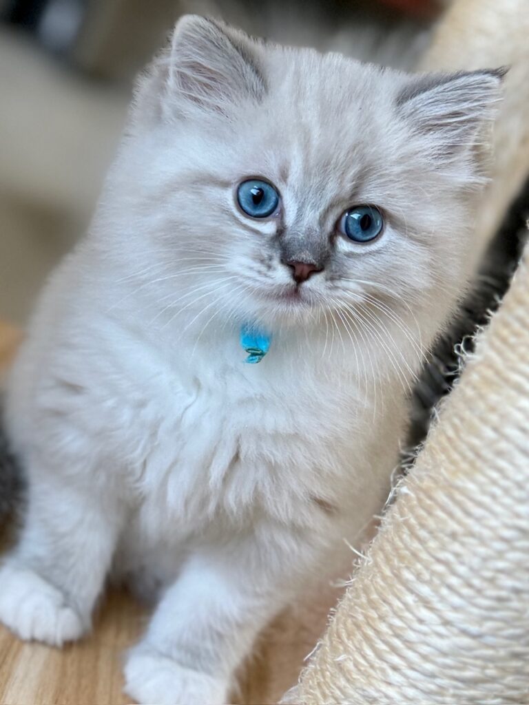 Sugar, Seal Lynx Point Mitted Boy Kitten